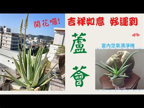 蘆薈開花代表什麼意思|蘆薈開花代表什麼